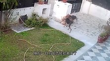 狗狗正在护院，突然3只恶犬闯了进来，狗狗直接被叼走了