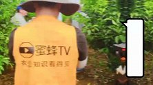 柑橘转色关键期，蜜蜂TV走进果园，传播柑橘种植技术