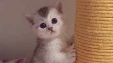 小猫扶着柱子站在那，看那黑乎乎的眼睛，真忍不住想去捏一下