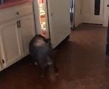 美国：一只宠物猪被主人抓到会自己打开冰箱拿零食