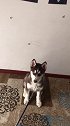 才训练一天的坐定！就这个样子！训一个月是什么样二哈 哈士奇