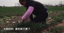 儿媳想吃南瓜菜角，家婆煎蒸两大锅让儿媳吃8个，肚子都要撑圆了