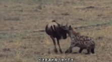 鬣狗掏肛活吃角马内脏掉了一地，角马居然还活着，场面极其残忍
