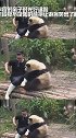 前半段的亲子时光好温馨，后半段猝不及防的熊抱让游客笑出了眼泪