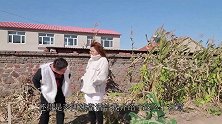 二货相亲只凭一片苞米地，赢得美女芳心，太有才了