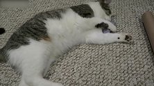 好可爱的小猫咪啊，猫咪玩着玩着，这咋还睡着了呢