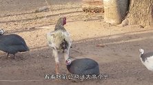 珍珠鸡嫉妒公鸡大长腿，直接跳起啄公鸡屁股，公鸡的反应太逗了