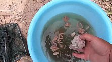 龚喜在官厅水库小河道放了几个地笼，结果青虾大丰收，太惊喜了