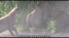 鬣狗狮口夺食不成，竟埋伏围攻落单狮王，一代狮王也难逃掏肛厄运