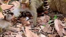 戏精猴子欺负小猴子宝宝，真的很厉害