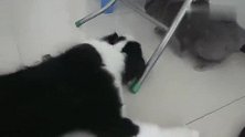 新一轮的猫狗大战又开始了，喵星人最终退守到它的“城堡”里了