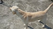 拉布拉多犬也是看家护院的好手，怒吼墙外陌生人