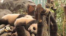 有好兄弟值班卖萌，熊猫宝宝梦圆能放心睡大觉，两个小家伙好可爱