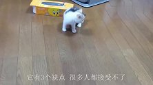 不要盲目跟风养猫，猫有3个明显缺点，很多人都无法接受