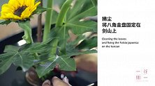 太阳花才是真正的“此花无日不春风”