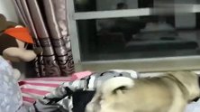 神犬李来钱更新视频了，这次太搞笑了，它爸都被气出病来了