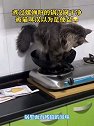 山西太原：煮过螺蛳粉的锅没刷干净，被猫咪误以为是便盆