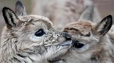 可可西里11只藏羚羊幼仔得到救助 迎来了生命的希望