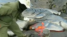 地质学家提取火山熔岩样品，放进水桶里冷却，带回去做实验！