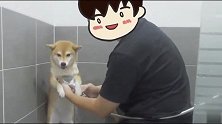 怕水的柴犬洗澡是什么反应，太搞笑了