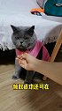 睡个午觉起来发现…猫丢了！猫 萌宠