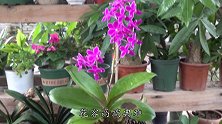 松树皮加上这玩意，是养兰的黄金组合，蝴蝶兰苗儿壮，花箭蹿更多