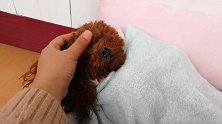 小泰迪真乖，主人轻轻的哄一哄，就进入梦乡了