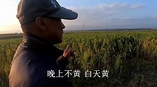 白露节气到了大黑高兴啥？晚上小酒配炒菜，一盘吃光真过瘾！