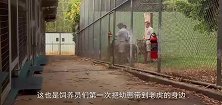 虎妈妈难产失去宝宝，饲养员扔进几只猪崽子，两月后动物园炸起锅