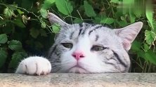 猫咪两眼无神呆呆的看着远方，这是咋了