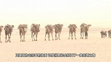 骆驼的驼峰里装的是水？男子切开查看，原来我们被骗了很多年