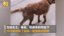 用晾衣杆给对面狗狗送水送食：主人春节前回湖北老家至今未回