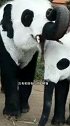跟我国租借熊猫被拒绝，把大象涂成黑白色，你怎么看呢