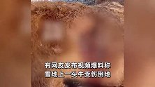 牡丹江一头牛疑遭老虎袭击，掏得满地是血，当地第一时间采取应急措施