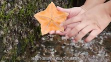 乡村生活：海星都是成双成对的捡！还收获大海螺和猫眼螺。超级爽