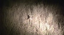 黑夜中的精灵：非洲狞猫，身姿矫健的猎手