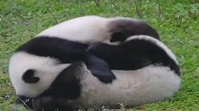 熊猫：因为我圆润又爱捣蛋，所以走着走着我就滚了