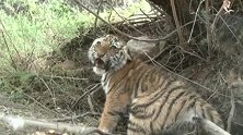 老虎被铁丝缠住，男子徒手去救，接下来老虎的举动暖心了！