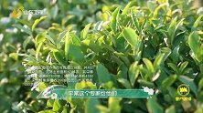 龙泉运用现代科技种植茶园，使龙泉茶闻名全国！