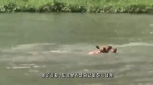 狗狗被8只水豚包围，不甘心被虐的狗狗，上岸后立马下水复仇！