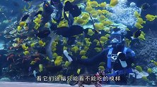 章鱼被猫咪咬痛了，用触手死死缠住猫咪，猫：天怎么黑了