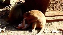 猴仔们打起来，猴王居然袖手旁观