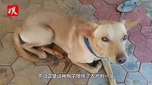 小土狗每天跑几公里给主人送饭，这么懂事的狗，给多少钱都不卖！