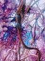 束河遇见紫藤花的香气