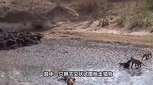 一方有难八方支援，狮群趁乱捕杀水牛，百头水牛返回营救逼退狮群