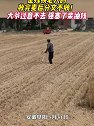 安徽阜阳：收割机师傅得知麦田是残疾老人的，收完麦后分文不收！
