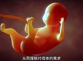 科技越来越厉害了！ 全球首个“人造子宫”来了！