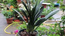 养君子兰，缩短“它”是关键，再喂一种自制肥，壮苗更容易