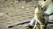 猫咪去羊圈，对一只羊“大打出手”，接下来羊的做法请憋住不要笑