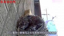 小鸟张开嘴等妈妈喂食，没想等到的却是死亡，镜头记录全过程！